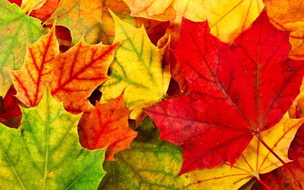 agloballifestyle-autumn-leaves